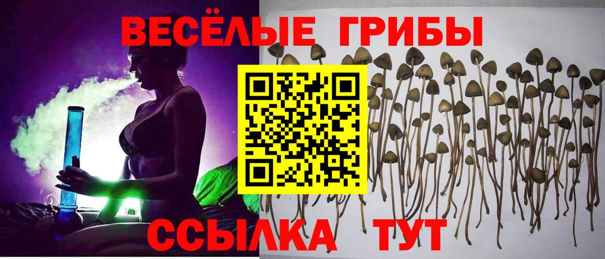 Пугачёв  Псилоцибиновые грибы Cubensis  Вход с VPN  Галлюциногенные грибы Psilocybine cubensis 